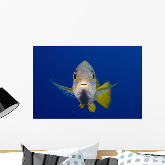 Hawaii, Maui, Bluestripe Snapper Wall Mural
