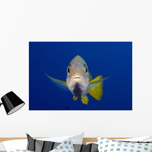 Hawaii, Maui, Bluestripe Snapper Wall Mural