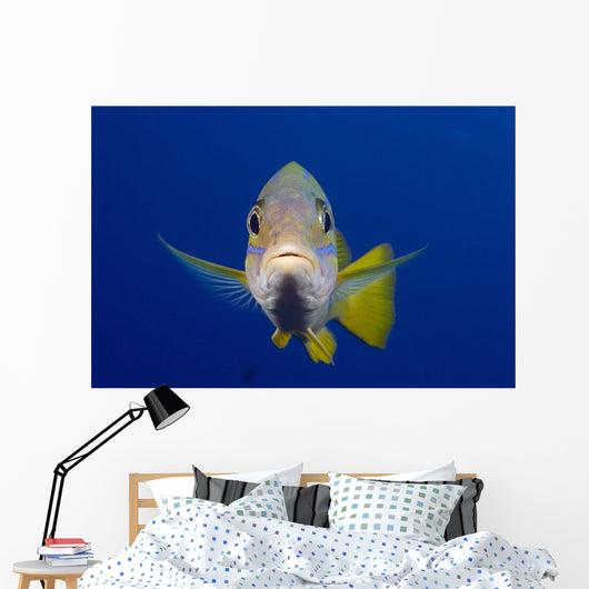 Hawaii, Maui, Bluestripe Snapper Wall Mural