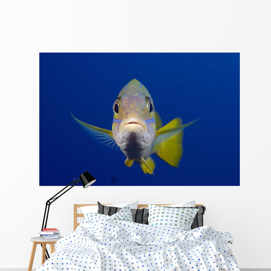 Hawaii, Maui, Bluestripe Snapper Wall Mural