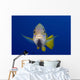 Hawaii, Maui, Bluestripe Snapper Wall Mural