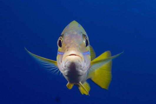 Hawaii, Maui, Bluestripe Snapper Wall Mural