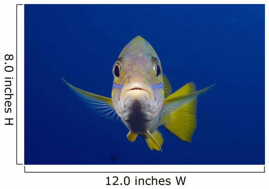 Hawaii, Maui, Bluestripe Snapper Wall Mural