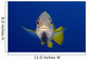 Hawaii, Maui, Bluestripe Snapper Wall Mural