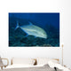 Hawaii, Bluefin Trevally Or Jack Wall Mural