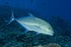 Hawaii, Bluefin Trevally Or Jack Wall Mural