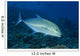 Hawaii, Bluefin Trevally Or Jack Wall Mural