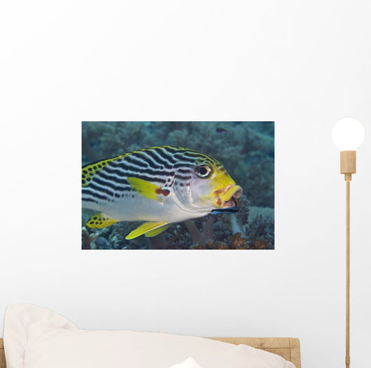 Malaysia, Mabul Island, Lined Sweetlips With Cleaner Wrasse Wall Mural