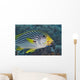 Malaysia, Mabul Island, Lined Sweetlips With Cleaner Wrasse Wall Mural