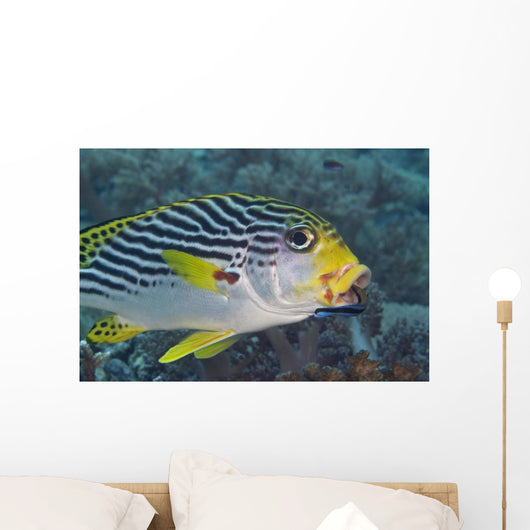 Malaysia, Mabul Island, Lined Sweetlips With Cleaner Wrasse Wall Mural
