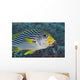 Malaysia, Mabul Island, Lined Sweetlips With Cleaner Wrasse Wall Mural