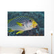 Malaysia, Mabul Island, Lined Sweetlips With Cleaner Wrasse Wall Mural