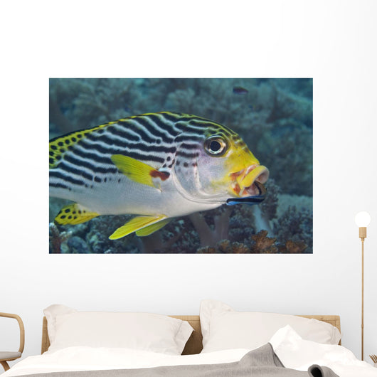 Malaysia, Mabul Island, Lined Sweetlips With Cleaner Wrasse Wall Mural