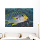 Malaysia, Mabul Island, Lined Sweetlips With Cleaner Wrasse Wall Mural