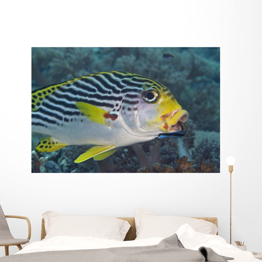 Malaysia, Mabul Island, Lined Sweetlips With Cleaner Wrasse Wall Mural