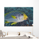 Malaysia, Mabul Island, Lined Sweetlips With Cleaner Wrasse Wall Mural