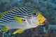 Malaysia, Mabul Island, Lined Sweetlips With Cleaner Wrasse Wall Mural
