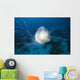 Micronesia, Palua, Jellyfish Near The Ocean Floor Wall Mural