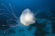 Micronesia, Palua, Jellyfish Near The Ocean Floor Wall Mural