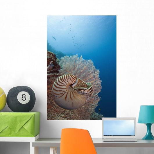 Micronesia, Palau, Chambered Nautilus Floating Among Coral Wall Mural