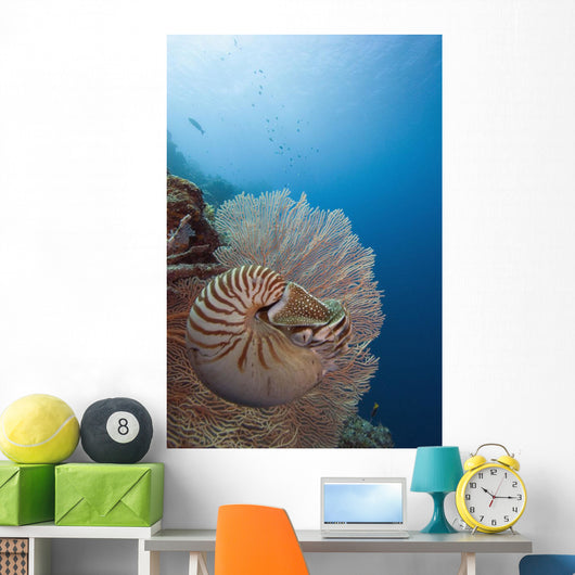 Micronesia, Palau, Chambered Nautilus Floating Among Coral Wall Mural