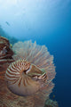 Micronesia, Palau, Chambered Nautilus Floating Among Coral Wall Mural