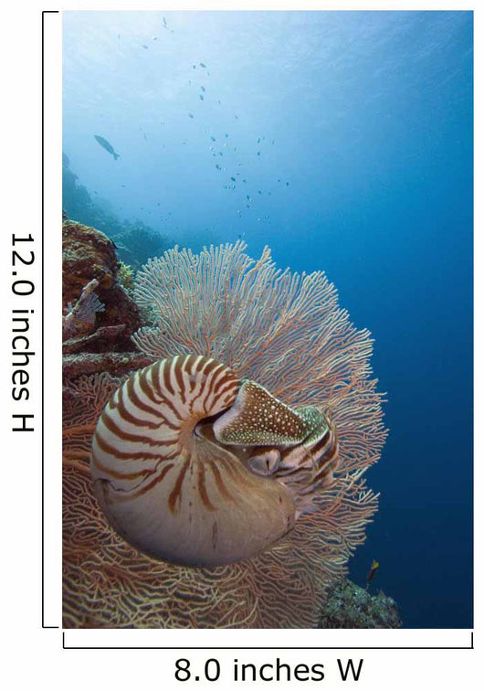 Micronesia, Palau, Chambered Nautilus Floating Among Coral Wall Mural