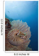 Micronesia, Palau, Chambered Nautilus Floating Among Coral Wall Mural