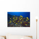 Hawaii, School Of Racoon Butterflyfish Along Reef Wall Mural
