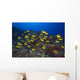 Hawaii, School Of Racoon Butterflyfish Along Reef Wall Mural