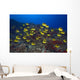 Hawaii, School Of Racoon Butterflyfish Along Reef Wall Mural