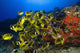 Hawaii, School Of Racoon Butterflyfish Along Reef Wall Mural