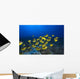 Hawaii, School Of Racoon Butterflyfish Along Reef Wall Mural