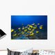 Hawaii, School Of Racoon Butterflyfish Along Reef Wall Mural