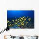 Hawaii, School Of Racoon Butterflyfish Along Reef Wall Mural