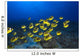 Hawaii, School Of Racoon Butterflyfish Along Reef Wall Mural