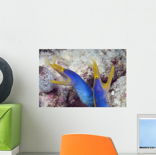 Indonesia, Blue Ribbon Eel Pair Head Peeks From Coral Wall Mural