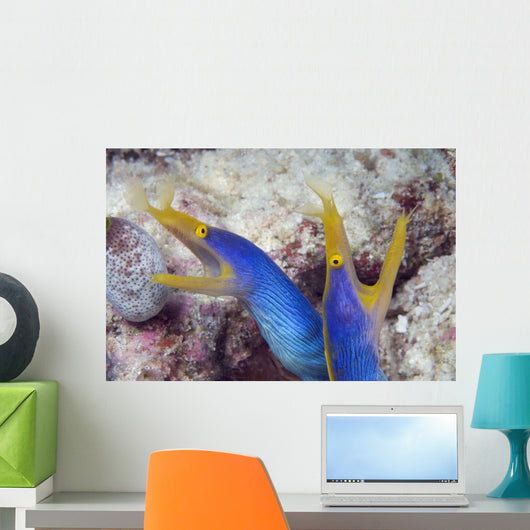 Indonesia, Blue Ribbon Eel Pair Head Peeks From Coral Wall Mural