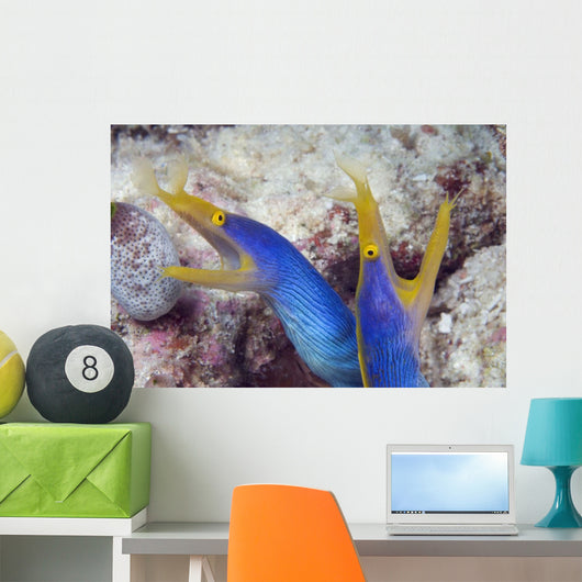 Indonesia, Blue Ribbon Eel Pair Head Peeks From Coral Wall Mural
