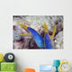 Indonesia, Blue Ribbon Eel Pair Head Peeks From Coral Wall Mural