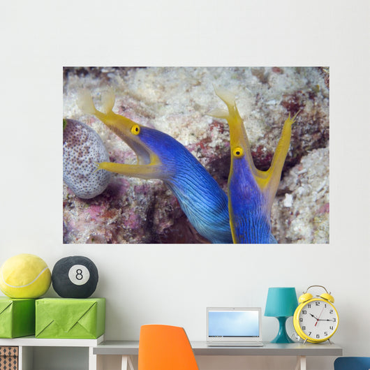 Indonesia, Blue Ribbon Eel Pair Head Peeks From Coral Wall Mural