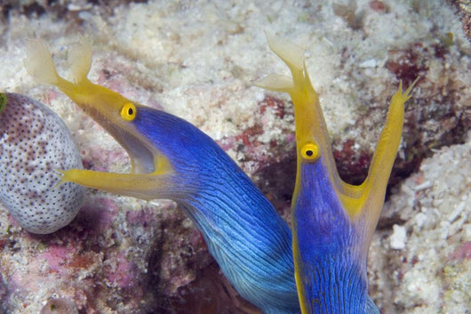 Indonesia, Blue Ribbon Eel Pair Head Peeks From Coral Wall Mural