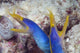 Indonesia, Blue Ribbon Eel Pair Head Peeks From Coral Wall Mural