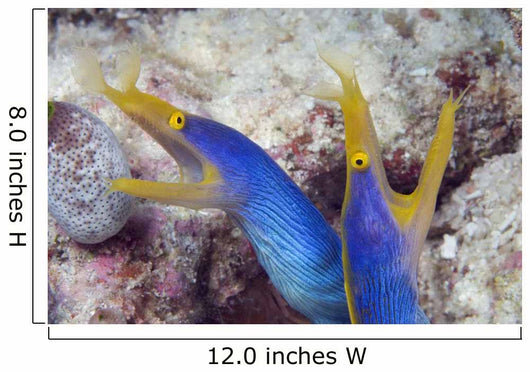 Indonesia, Blue Ribbon Eel Pair Head Peeks From Coral Wall Mural
