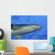 Hawaii, Grey Reef Shark Viewed From Below Wall Mural