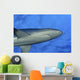 Hawaii, Grey Reef Shark Viewed From Below Wall Mural