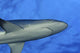 Hawaii, Grey Reef Shark Viewed From Below Wall Mural