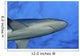 Hawaii, Grey Reef Shark Viewed From Below Wall Mural