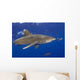 Hawaii, Big Island, Oceanic Whitetip Shark With Pilot Fish Wall Mural