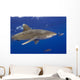 Hawaii, Big Island, Oceanic Whitetip Shark With Pilot Fish Wall Mural